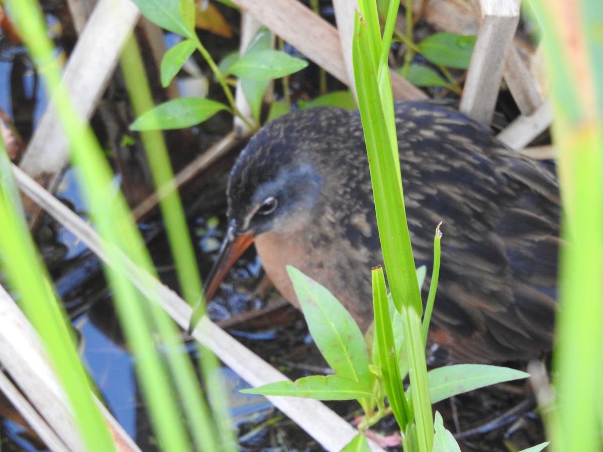 Virginia Rail - ML617015186