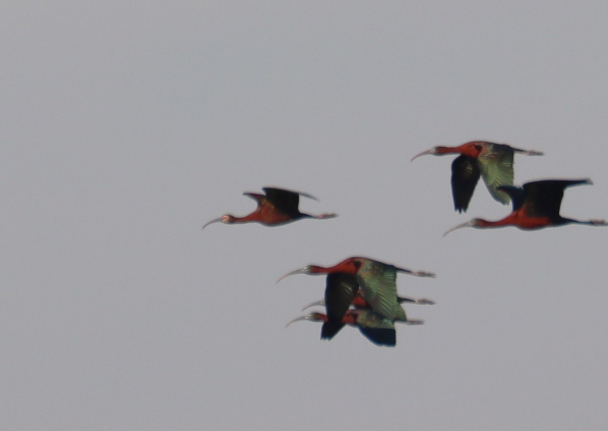 ibis americký - ML617015192