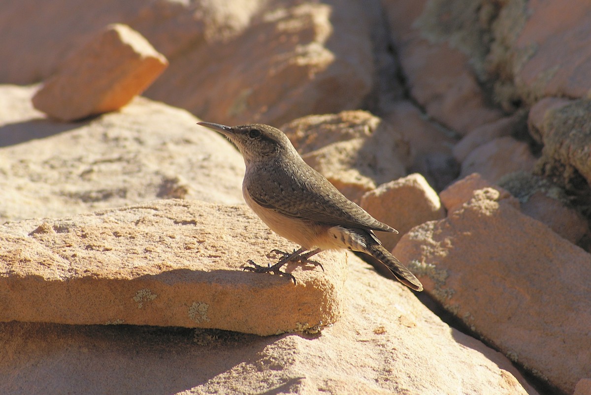 Rock Wren (Northern) - ML617015236