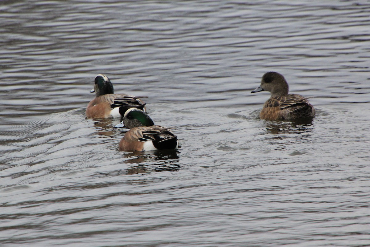 American Wigeon - ML617015260