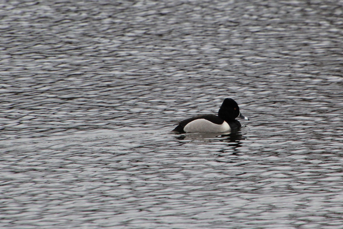 Ring-necked Duck - Pauline Irish