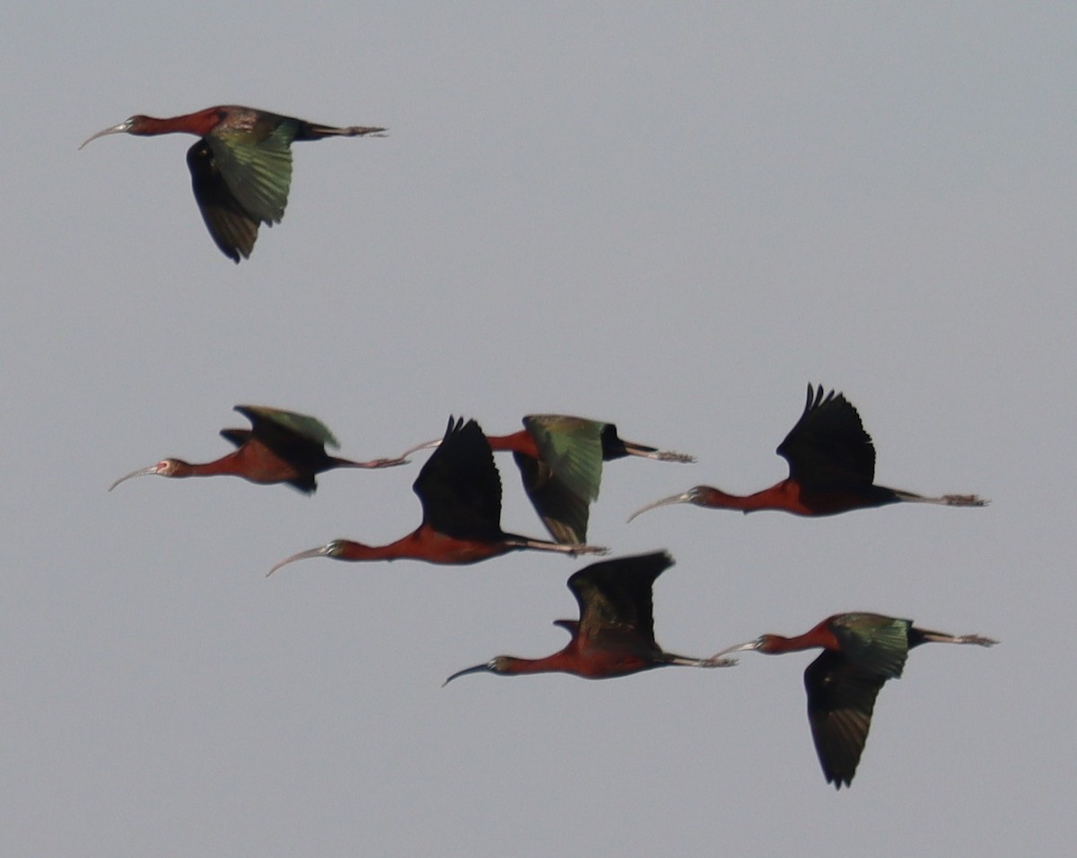 ibis americký - ML617015272