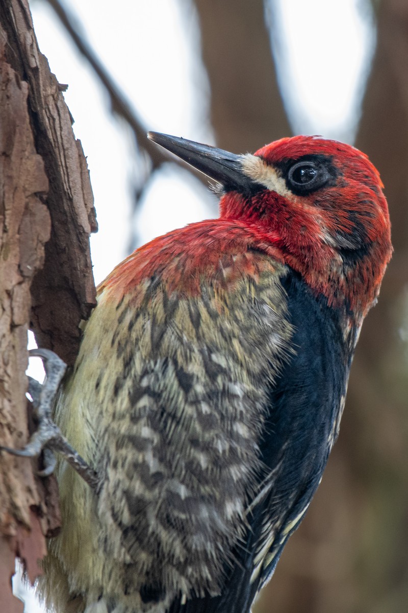 Red-breasted Sapsucker - ML617015277