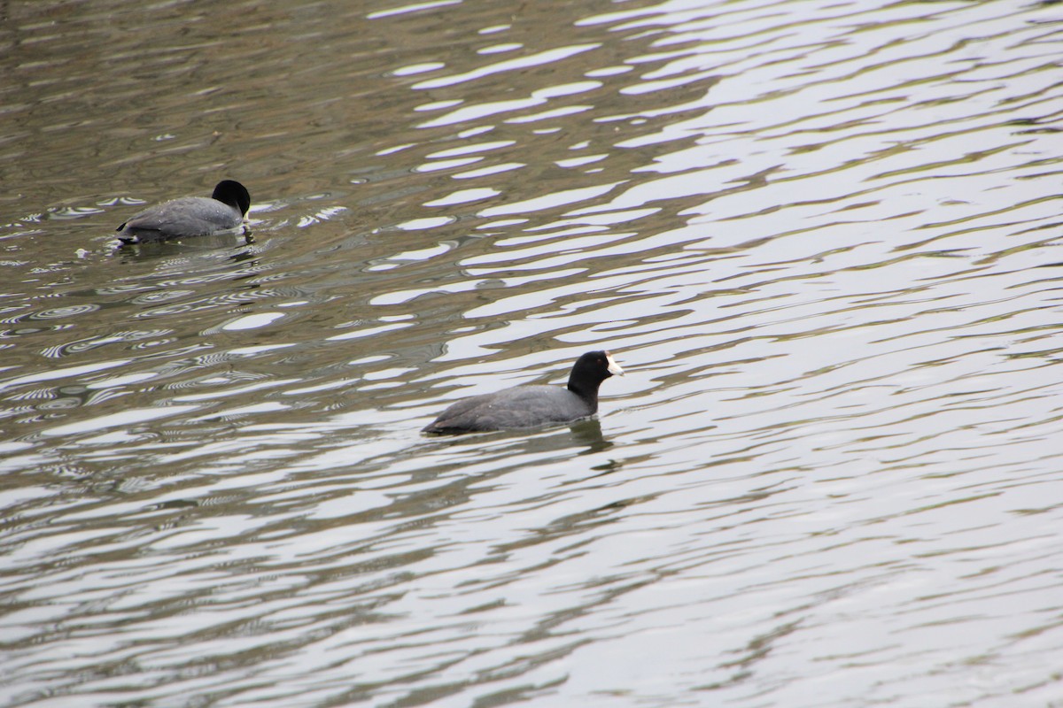 American Coot - ML617015301