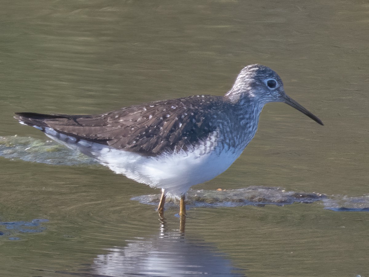 Solitary Sandpiper - ML617015352