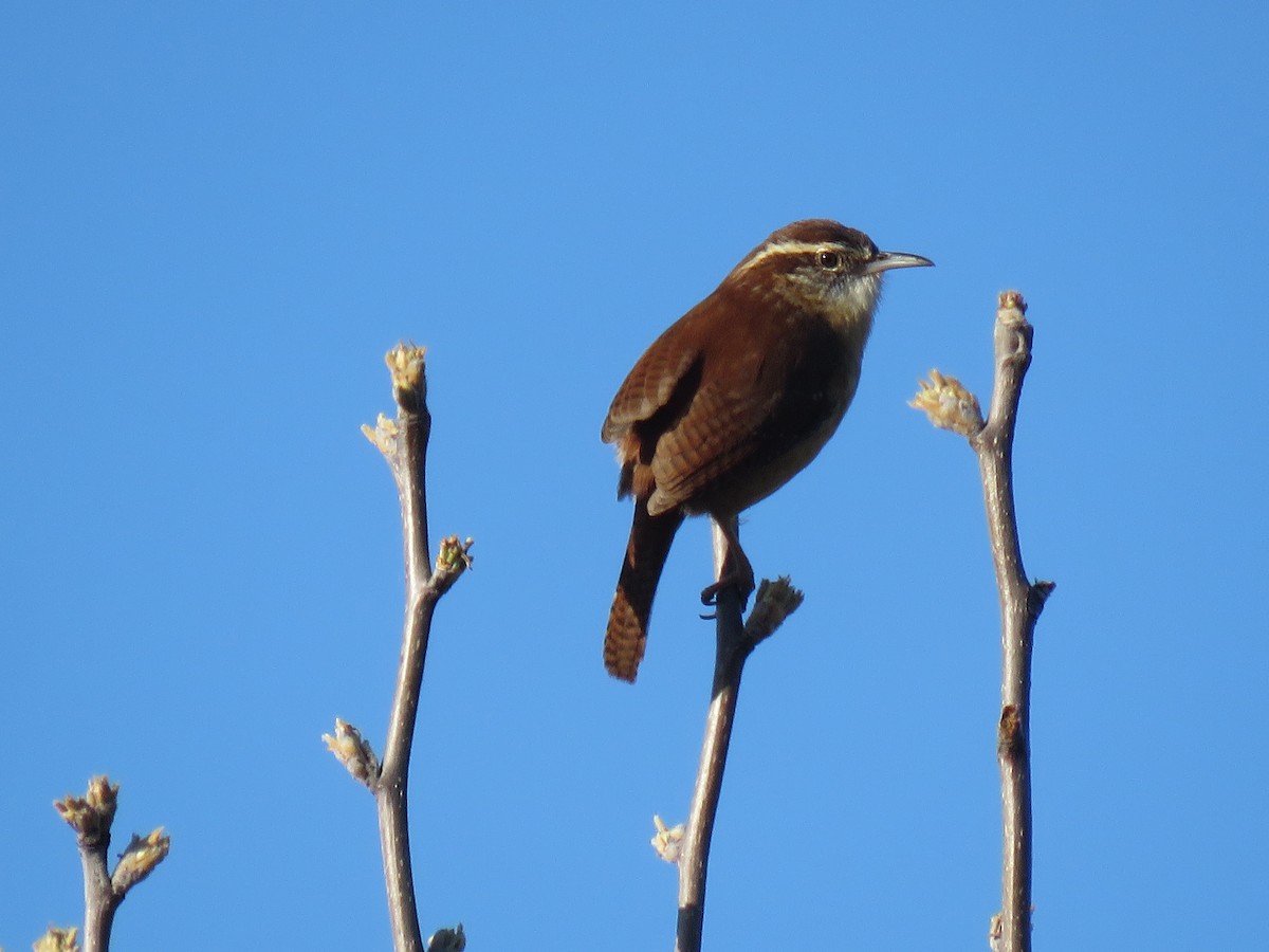 Carolina Wren - ML617015361