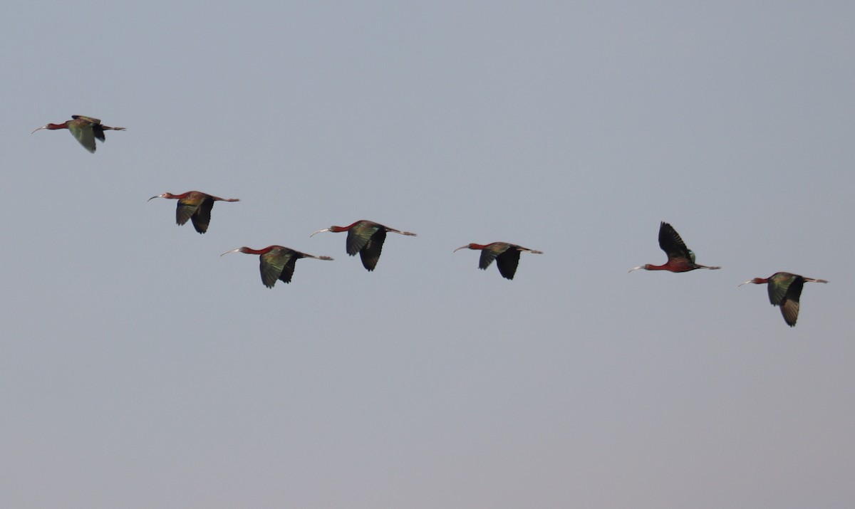 ibis hnědý - ML617015372