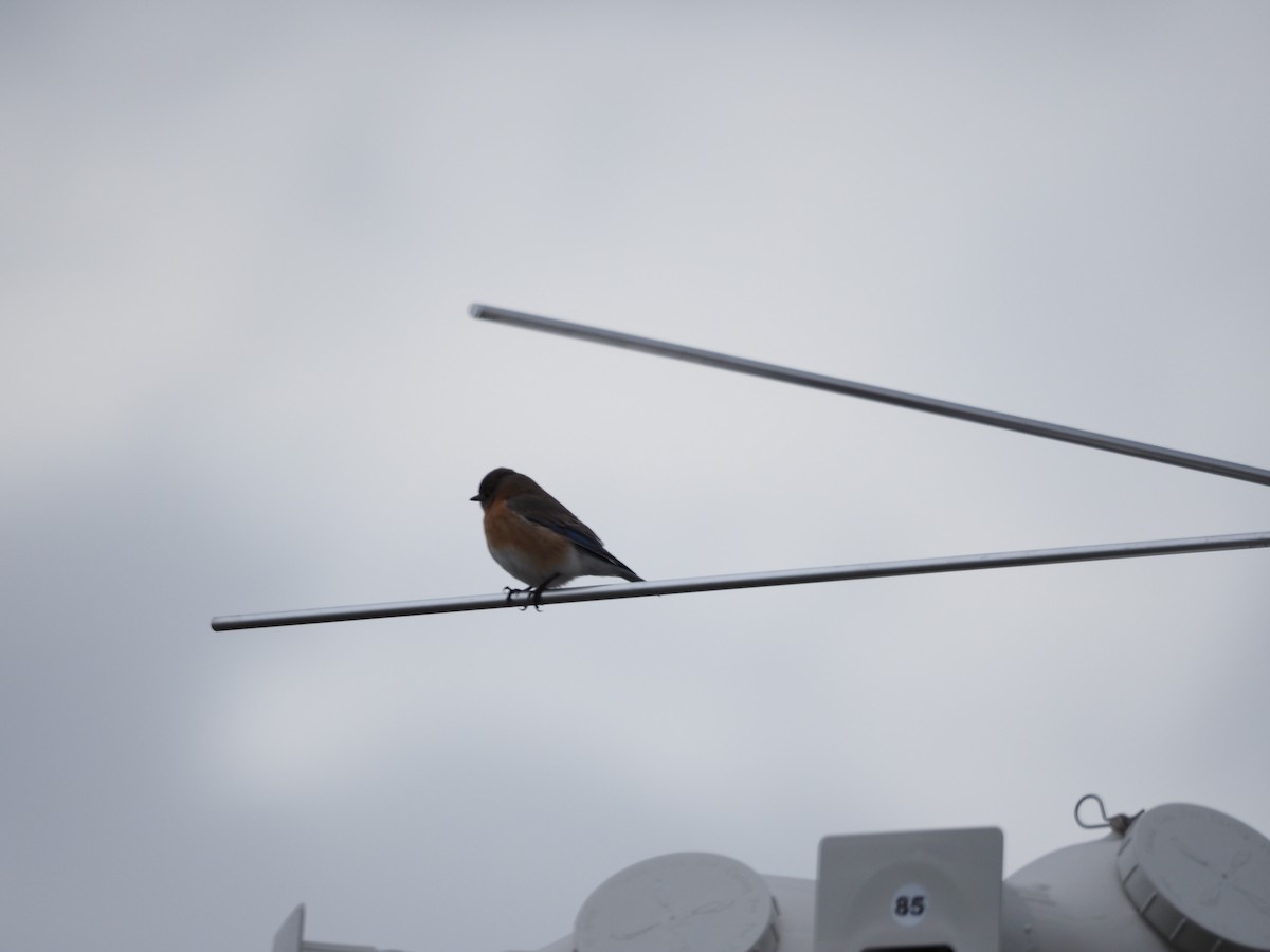 Eastern Bluebird - Scott Angus