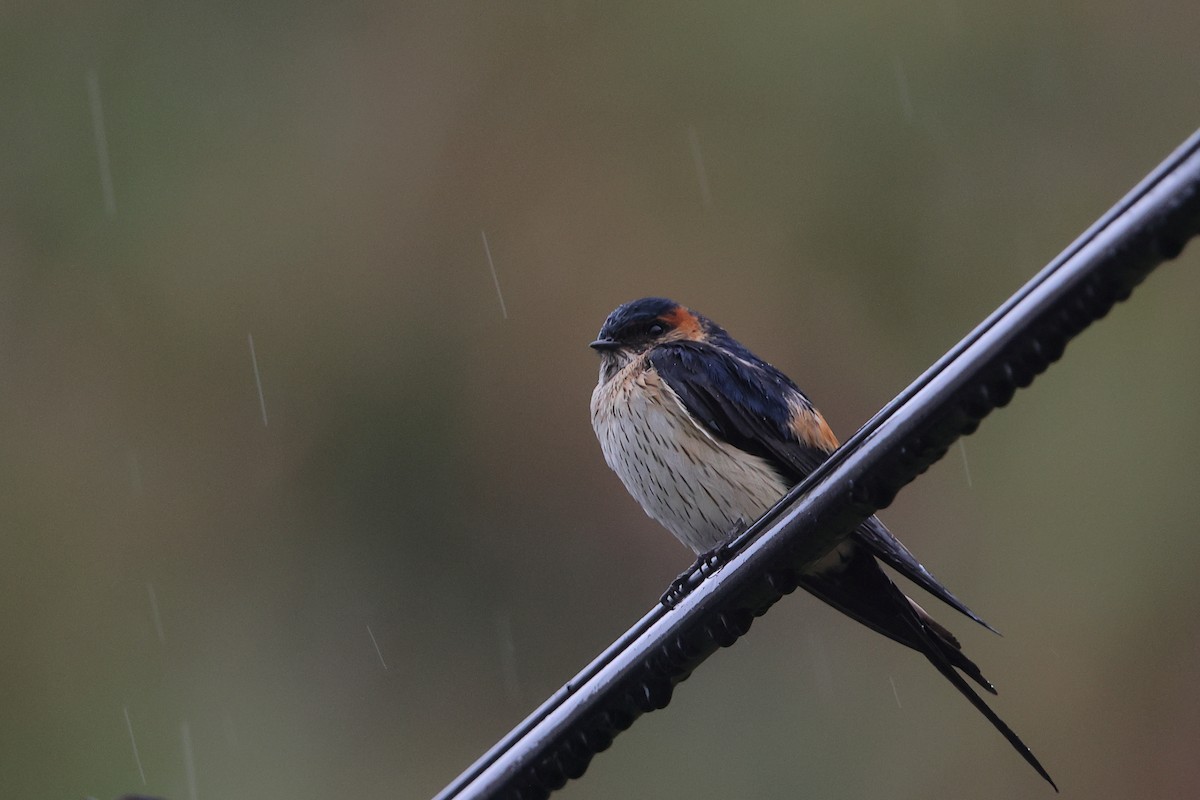 Eastern Red-rumped Swallow (Daurian) - ML617015408