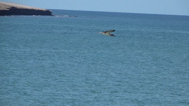 Blue-footed Booby - ML617015409