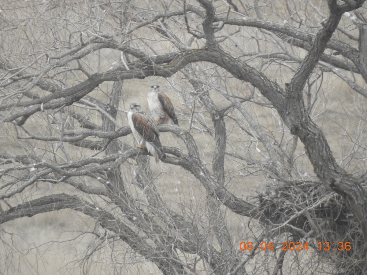 Ferruginous Hawk - ML617015422