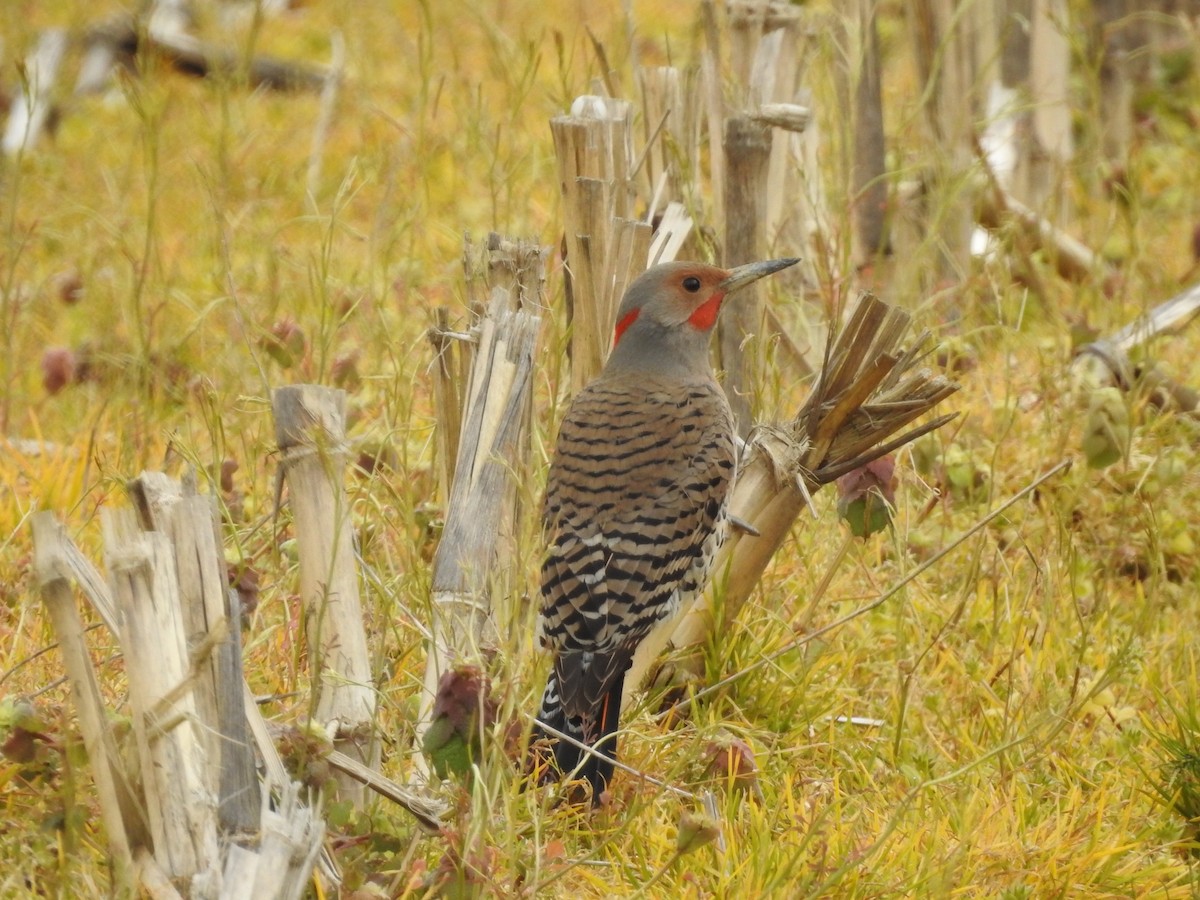 Northern Flicker (Yellow-shafted x Red-shafted) - ML617015434