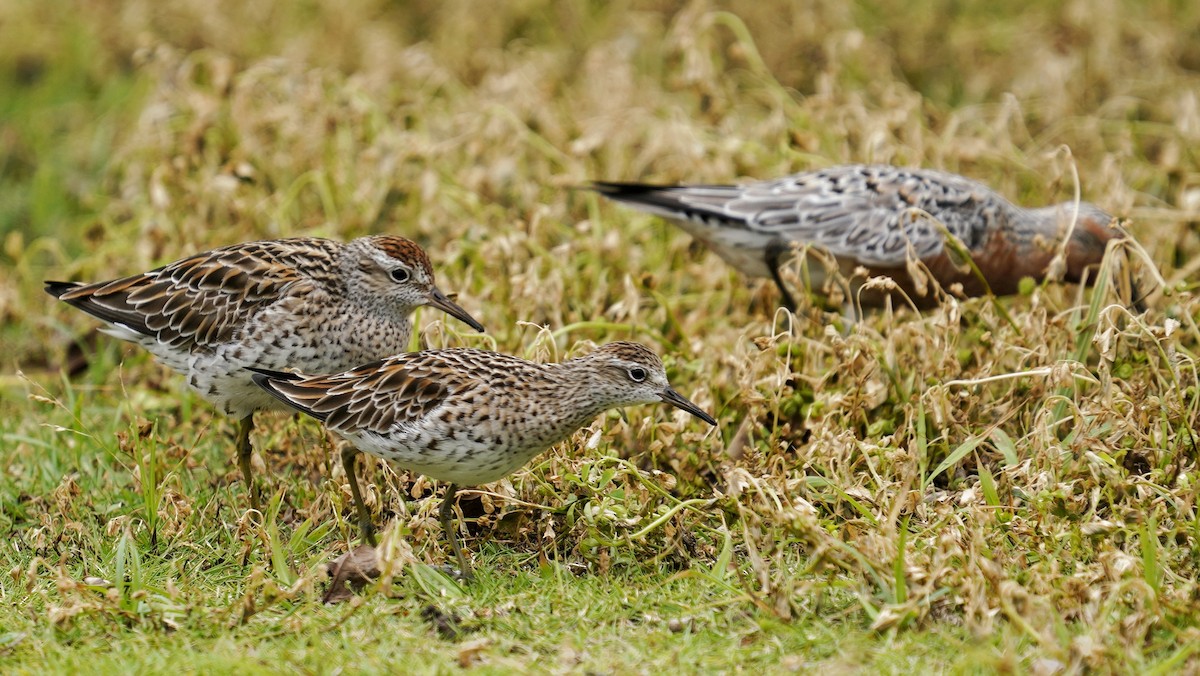 Sharp-tailed Sandpiper - ML617015446