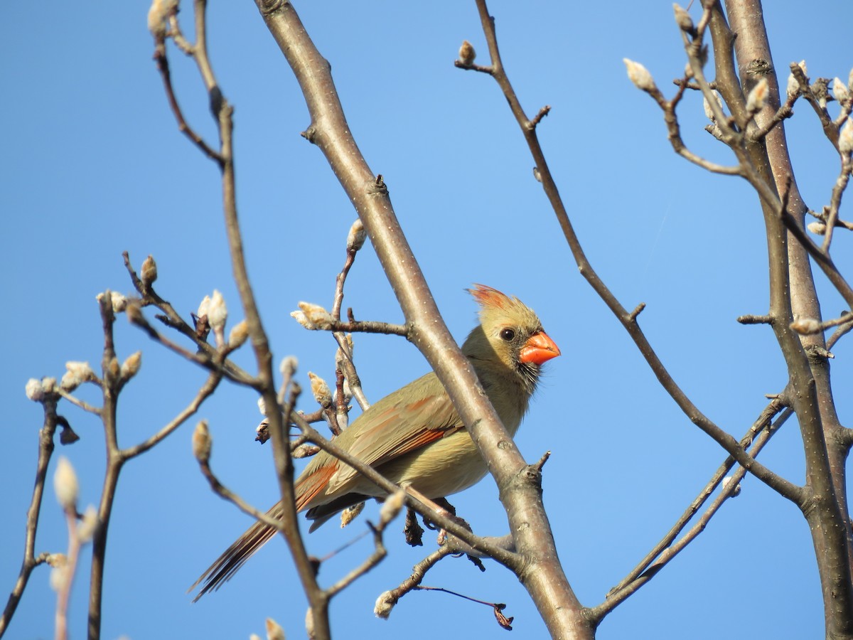 Cardinal rouge - ML617015490