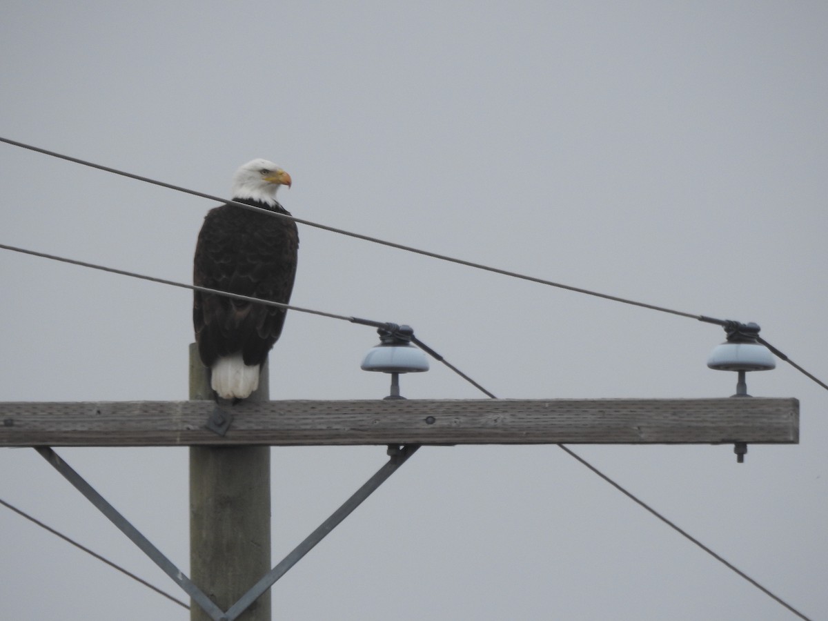 Weißkopf-Seeadler - ML617015504