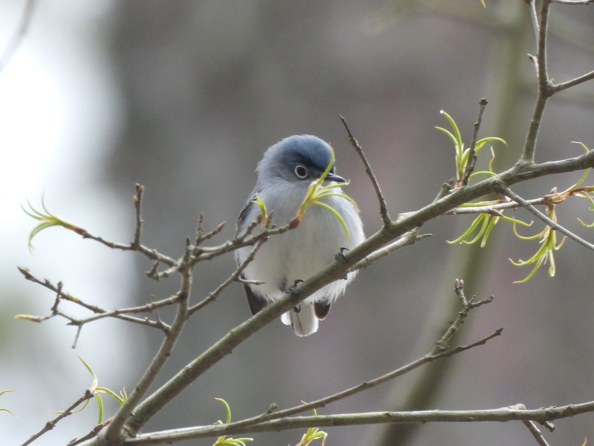 Blue-gray Gnatcatcher - ML617015517