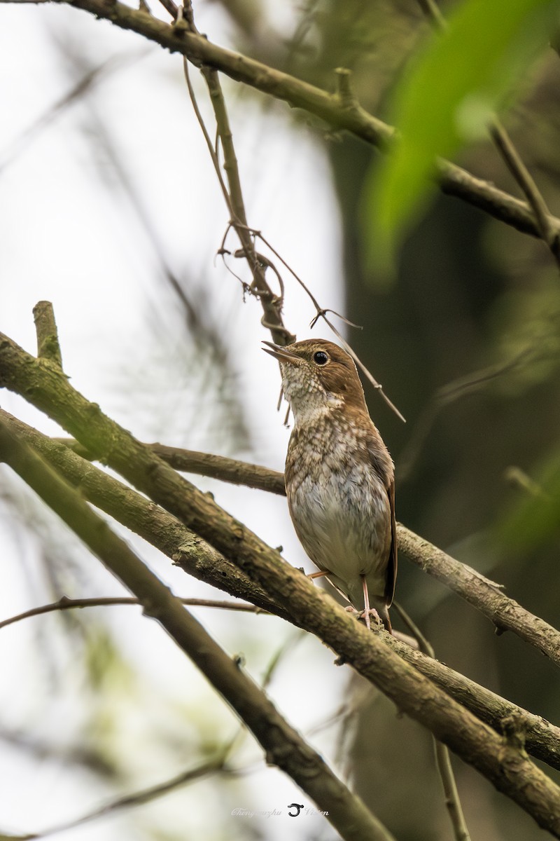 Rufous-tailed Robin - 浙江 重要鸟讯汇整