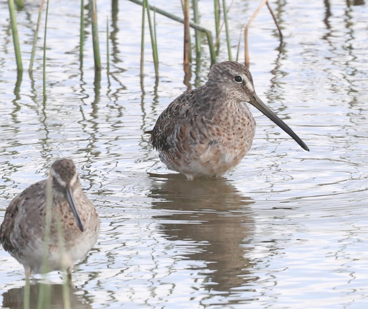 Long-billed Dowitcher - ML617015553