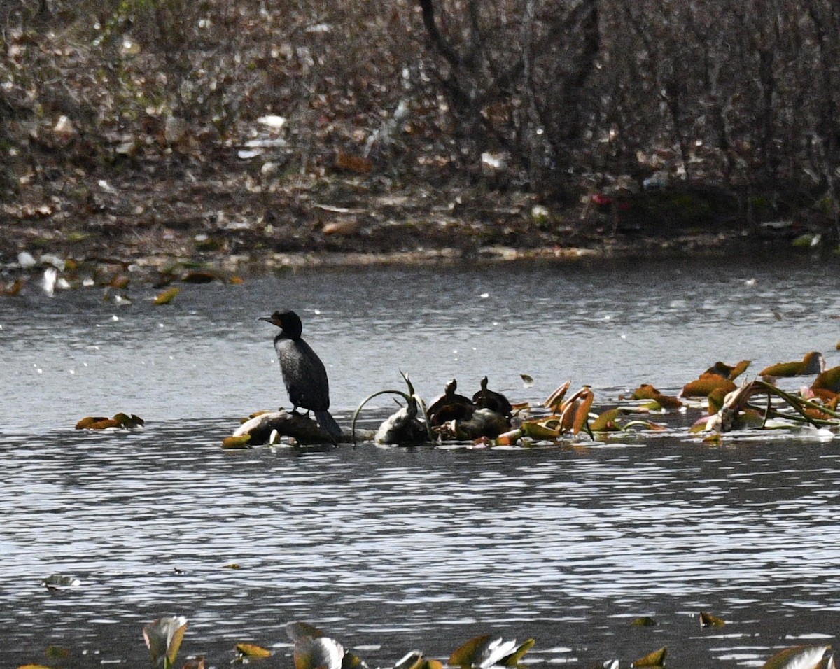 Cormoran à aigrettes - ML617015579