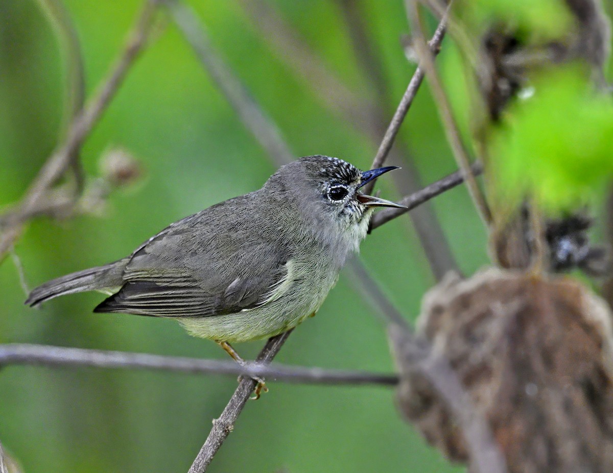 Pygmy White-eye - ML617015594