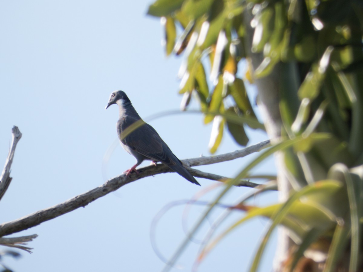 Pigeon à couronne blanche - ML617015598