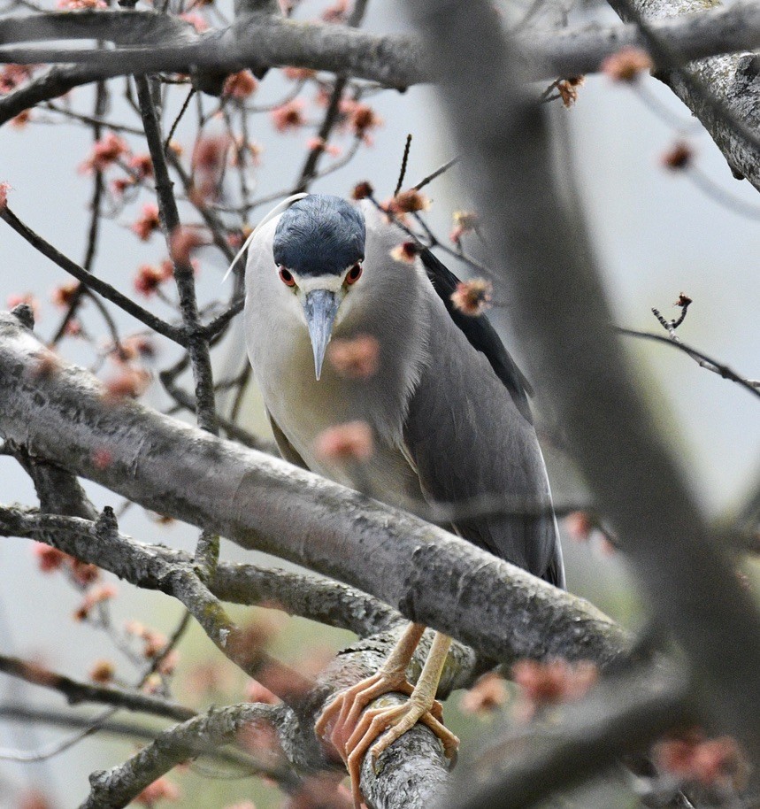 Black-crowned Night Heron - ML617015612