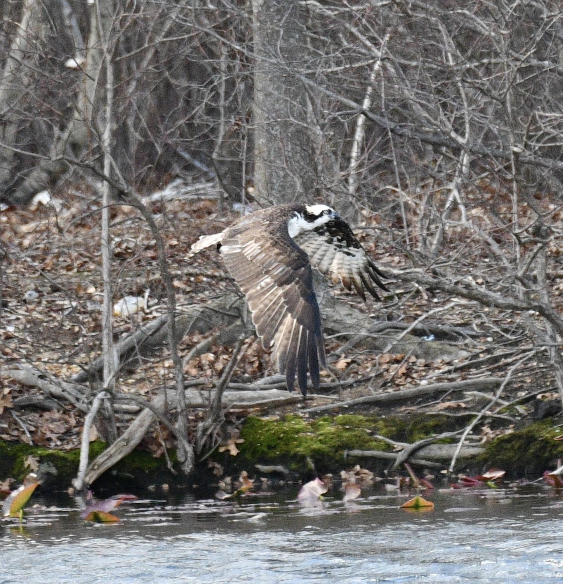 Balbuzard pêcheur - ML617015620