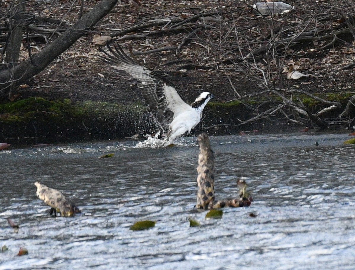 Balbuzard pêcheur - ML617015625