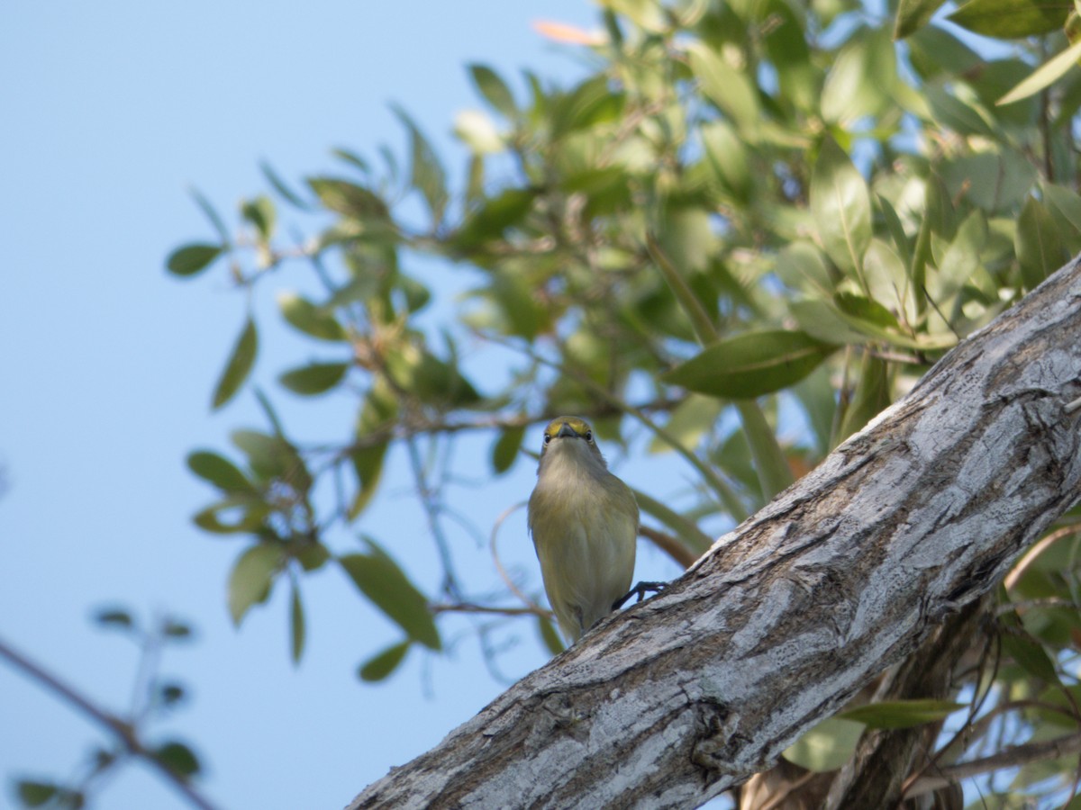 hvitøyevireo (griseus gr.) - ML617015630