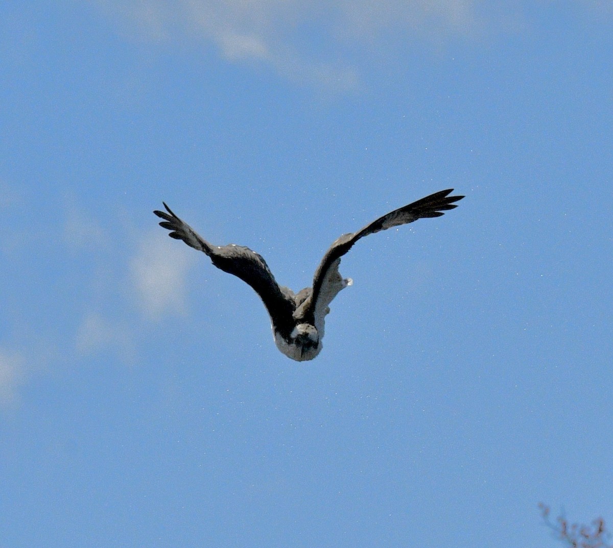 Balbuzard pêcheur - ML617015636