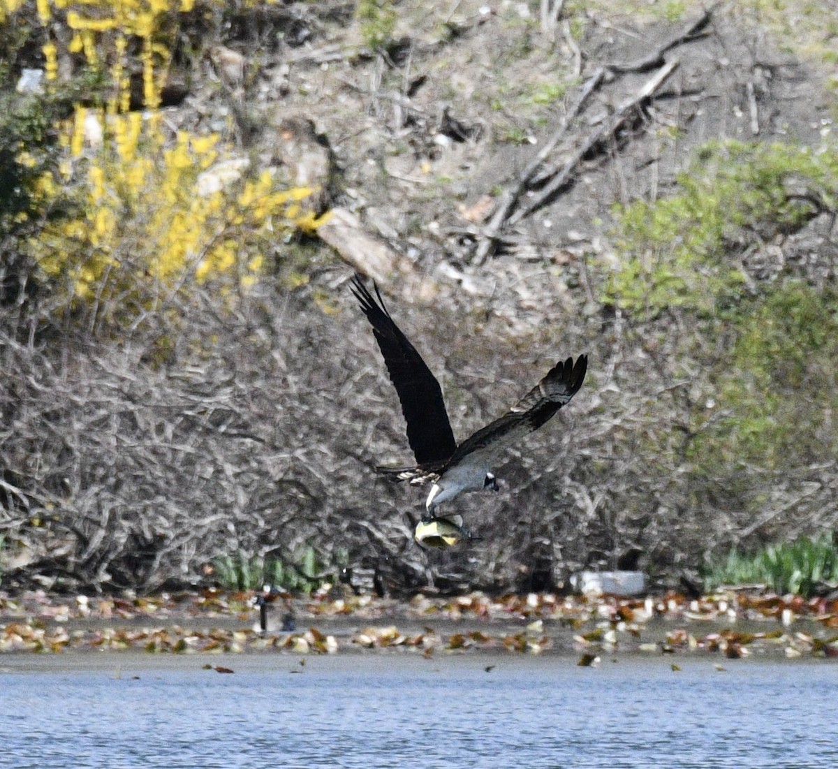 Osprey - ML617015639