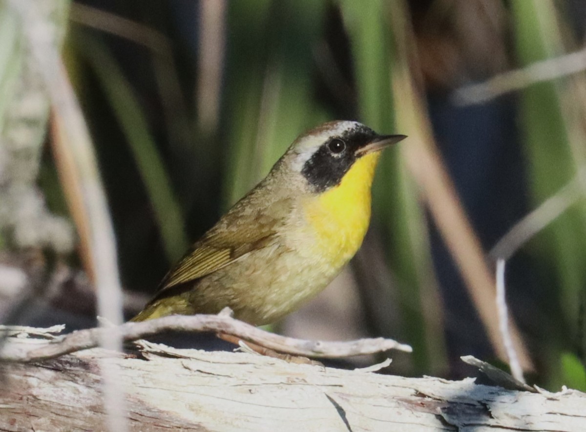 Common Yellowthroat - ML617015642
