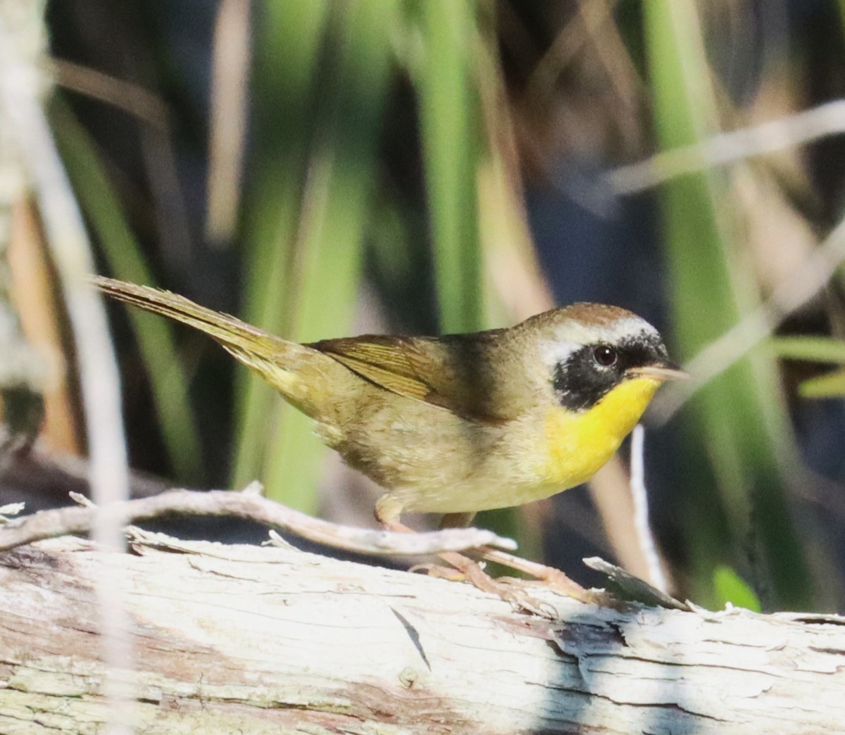 Common Yellowthroat - ML617015643