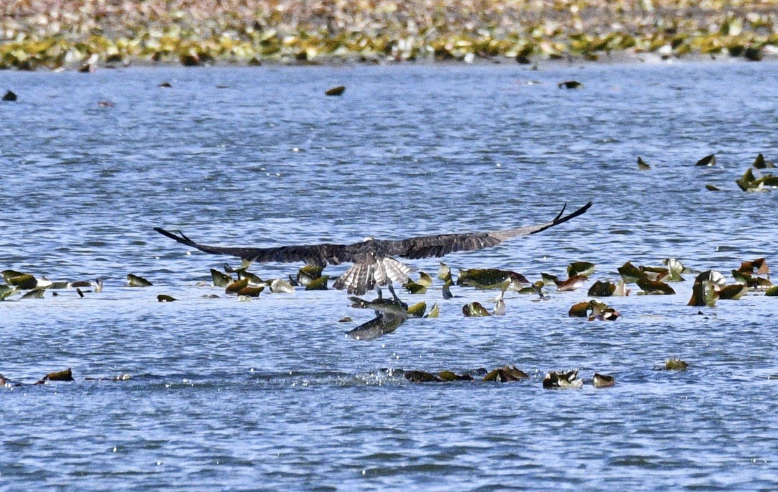 Balbuzard pêcheur - ML617015650