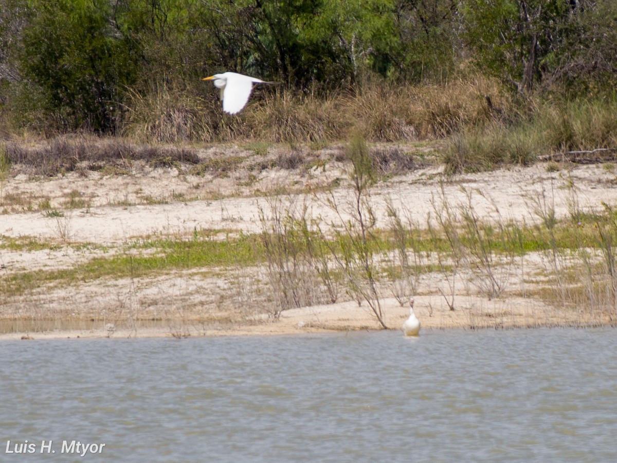 Snow Goose - ML617015685