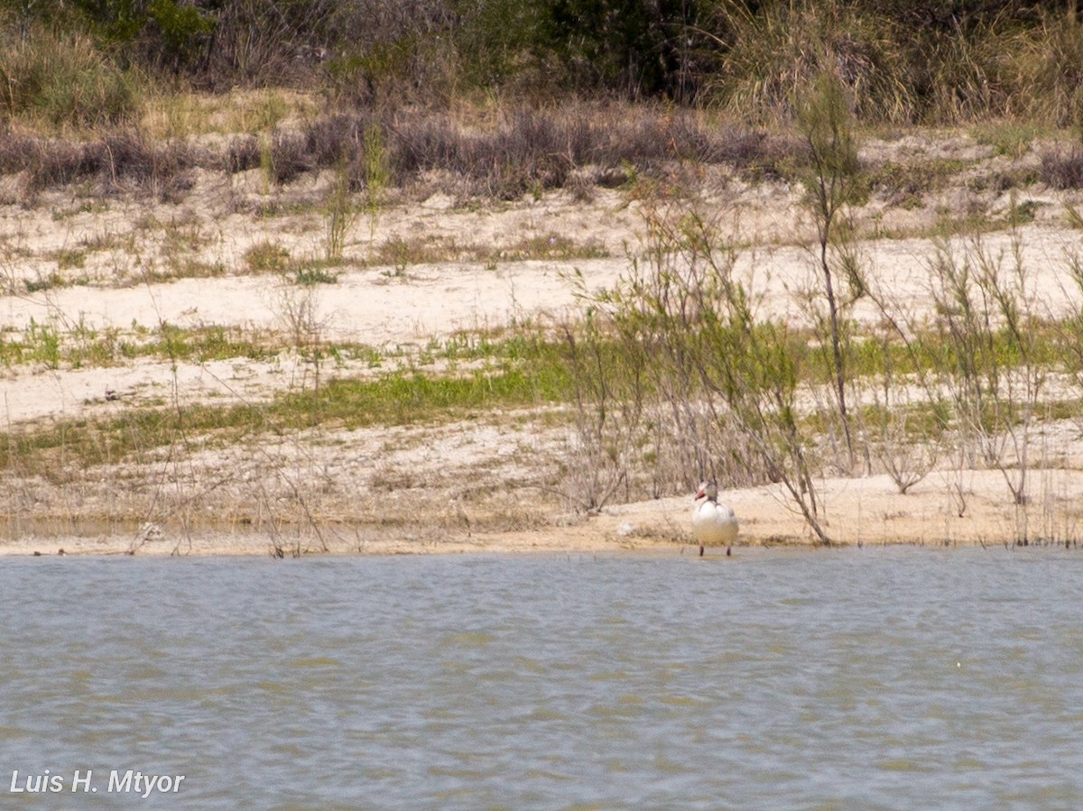 Snow Goose - ML617015686