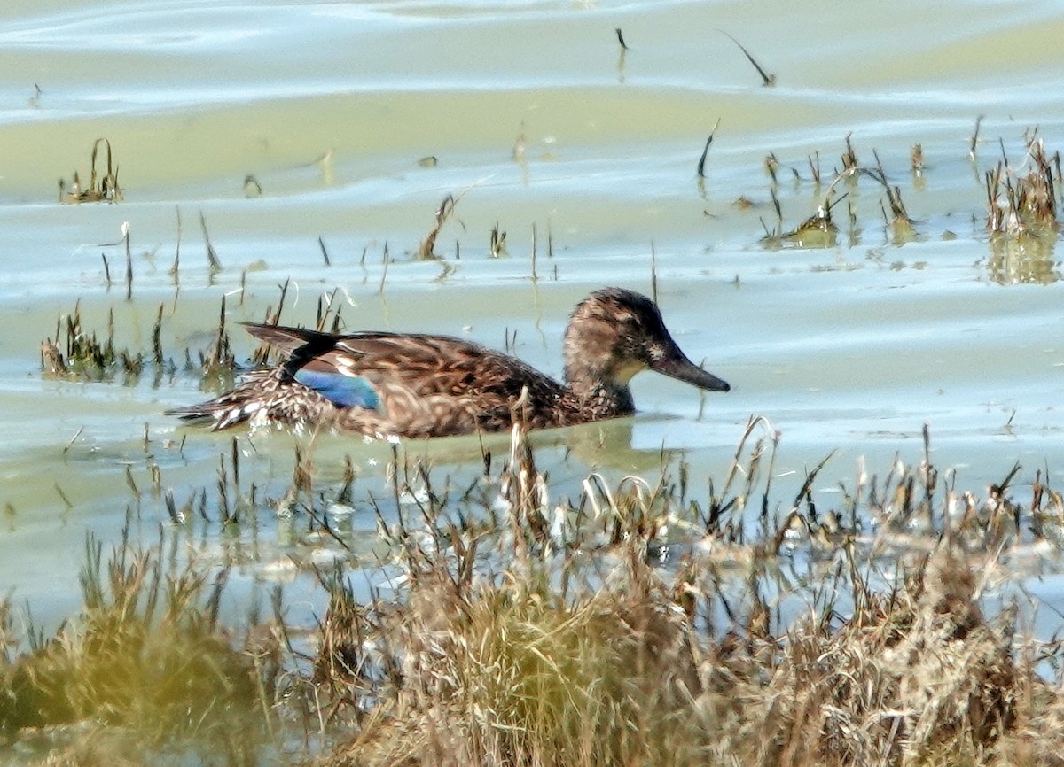 Green-winged Teal - ML617015732