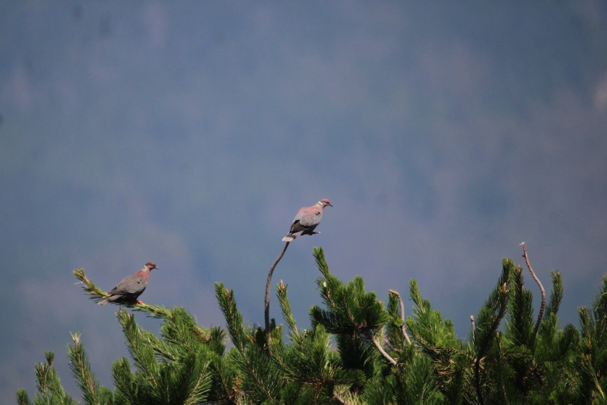 Pigeon du Chili - ML617015738