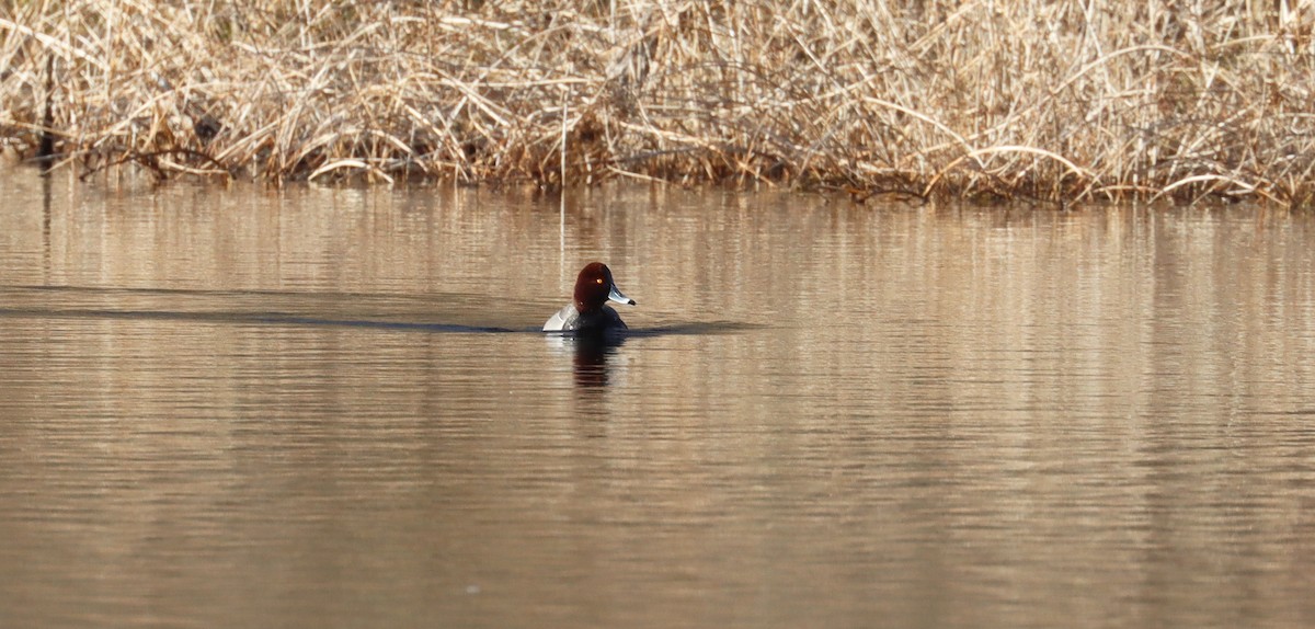 Redhead x Ring-necked Duck (hybrid) - Stefan Mutchnick