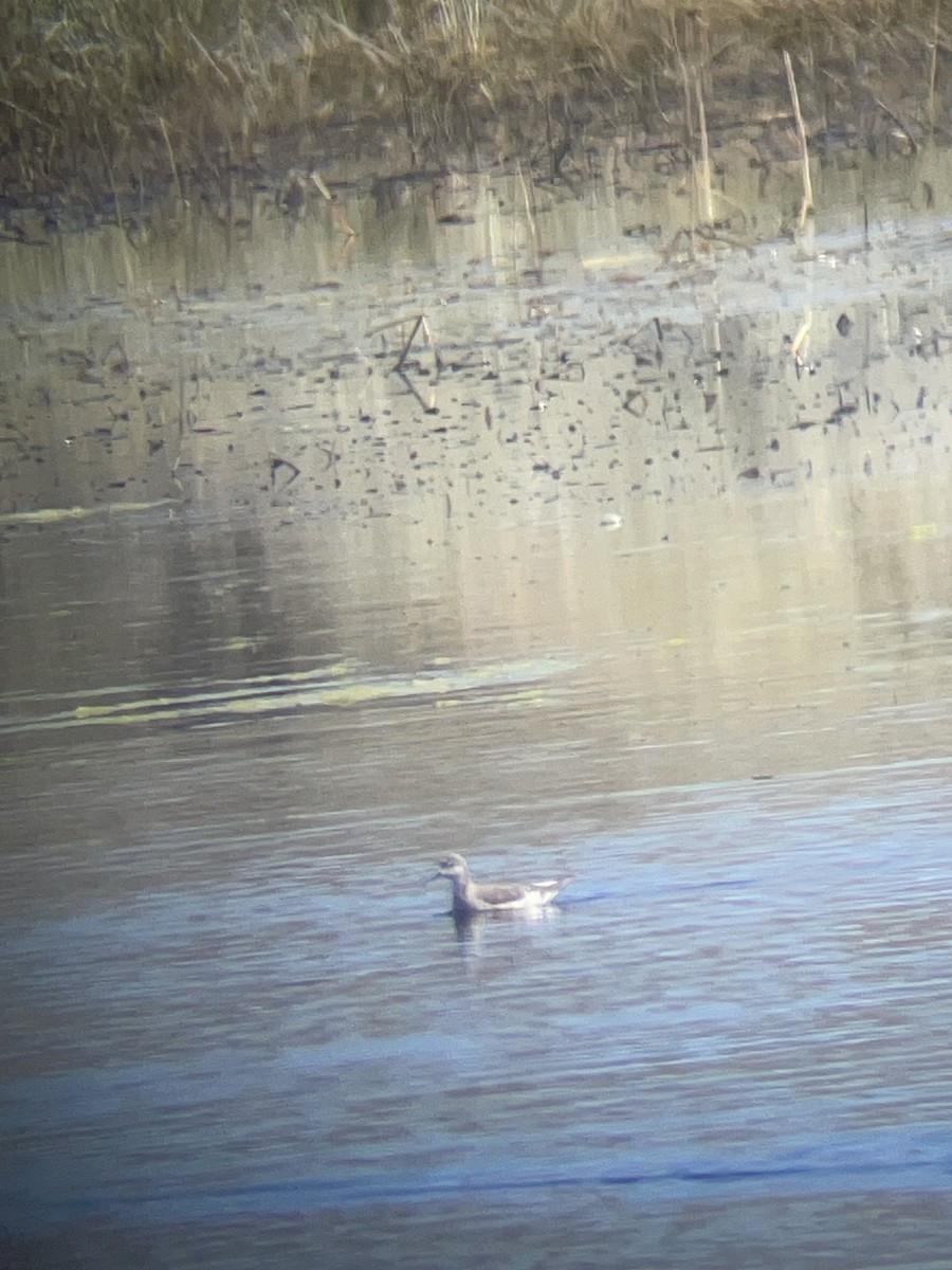 Wilson's Phalarope - ML617015765