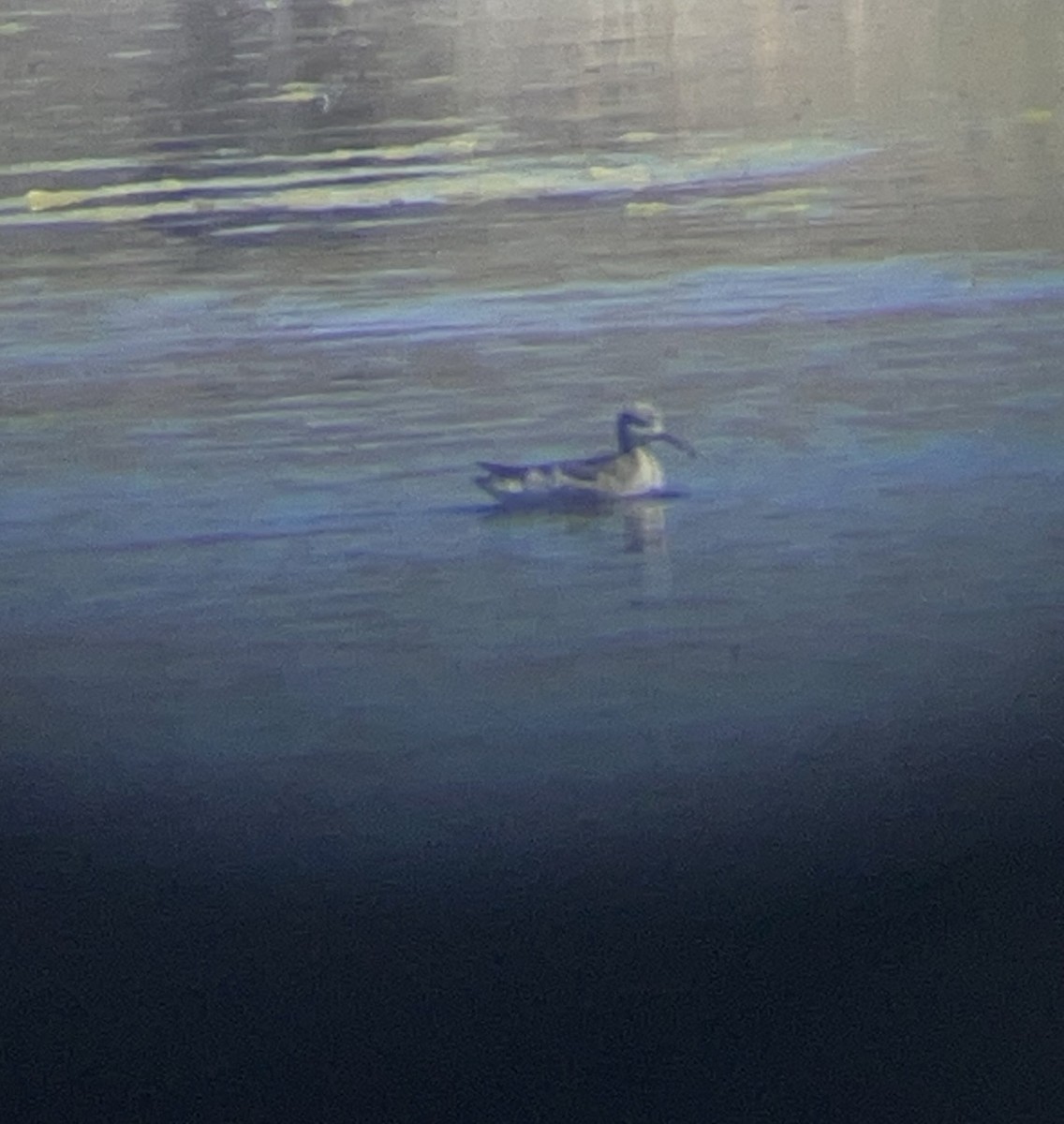 Phalarope de Wilson - ML617015766