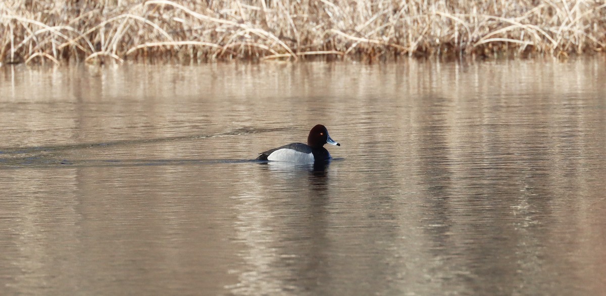 Redhead x Ring-necked Duck (hybrid) - Stefan Mutchnick