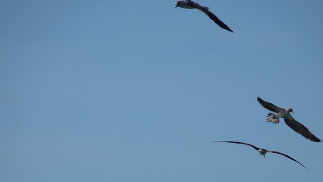 Blue-footed Booby - ML617015772