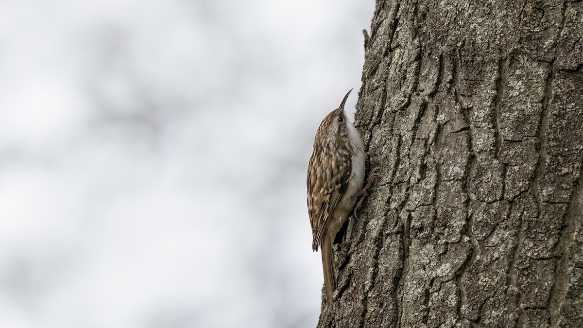 Short-toed Treecreeper - ML617015784