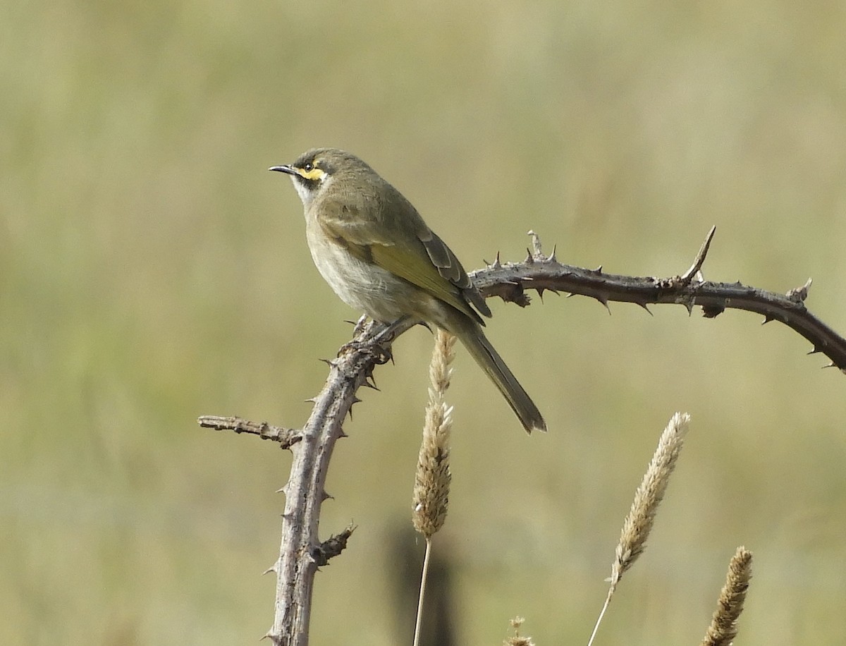 Yellow-faced Honeyeater - ML617015859