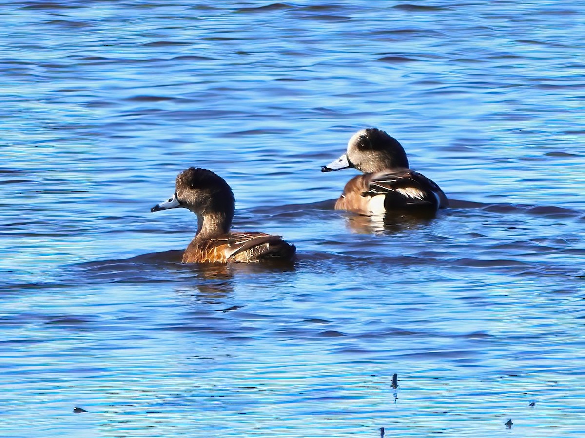 American Wigeon - ML617015903