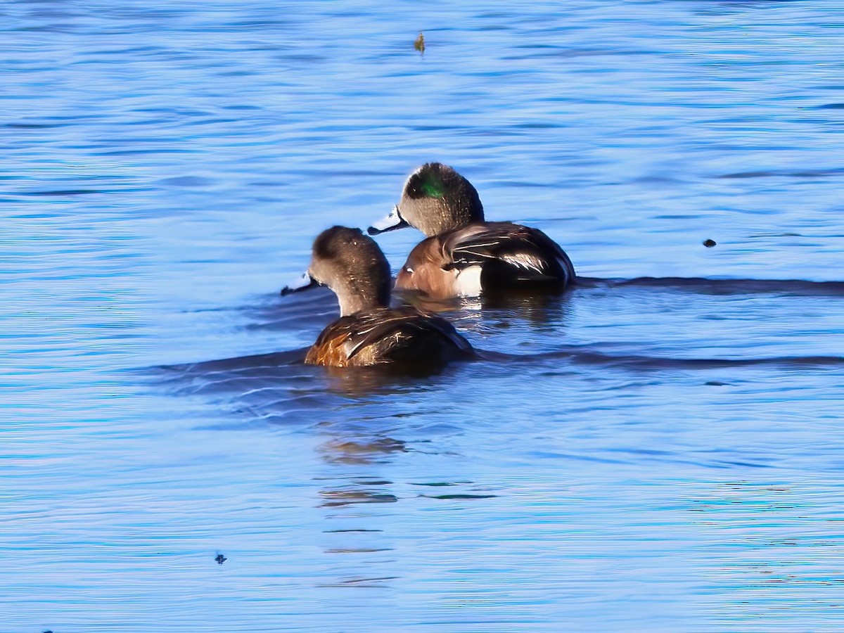 American Wigeon - ML617015905