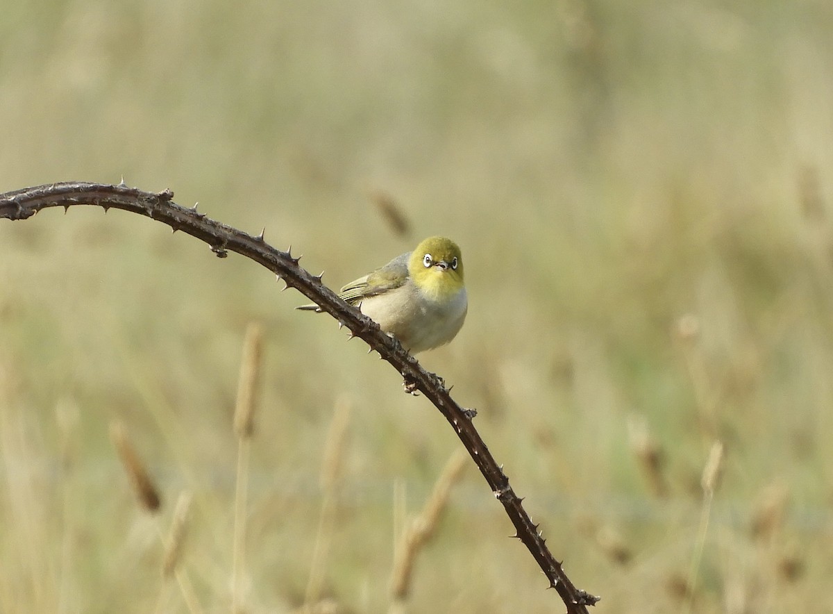 Silvereye - Frank Antram