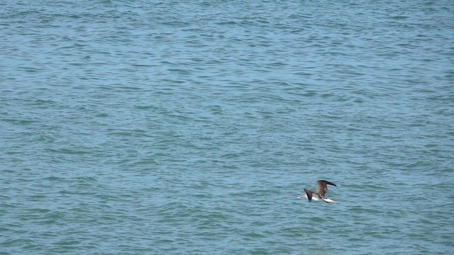 Blue-footed Booby - ML617015920