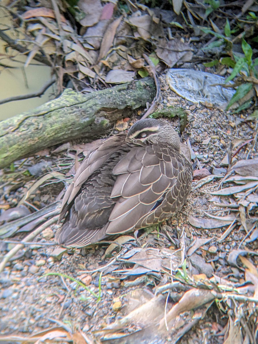 Pacific Black Duck - ML617015935